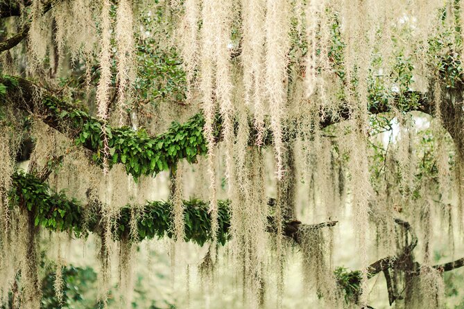 2-Hour Bonaventure Cemetery Walking Tour - What You’ll See and Learn Inside Bonaventure’s Gates