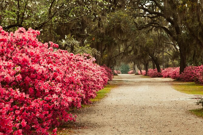 2-Hour Bonaventure Cemetery Walking Tour - Rain, Heat, Bugs, and Shoes: How to Dress for This Walk