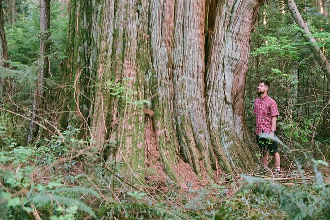 Ancient Trees of Vancouver Walking Tour - What to bring for the best experience