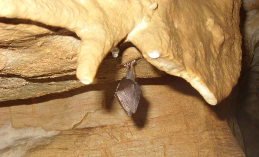 Budapest: Semlő-hegyi & Pál-völgyi Caves Guided Walking Tour - Who should book this tour, and who should skip it?