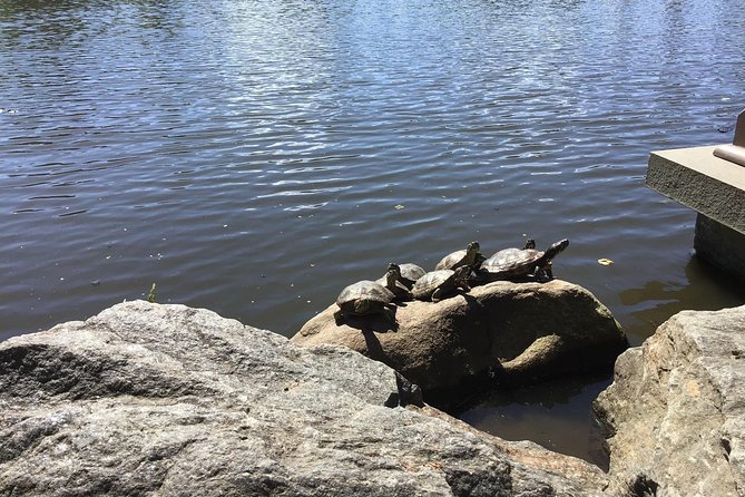 Central Park Guided Walking Tour - The Ramble and Wildlife Moments You’ll Remember