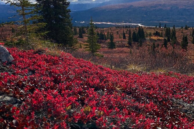 Denali Naturalist Walking Tour - Stop at Denali Backcountry Guides: gear, regrouping, and staying dry