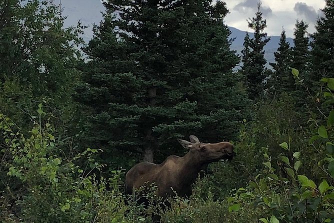 Denali Naturalist Walking Tour - What to pack so the tour stays comfortable