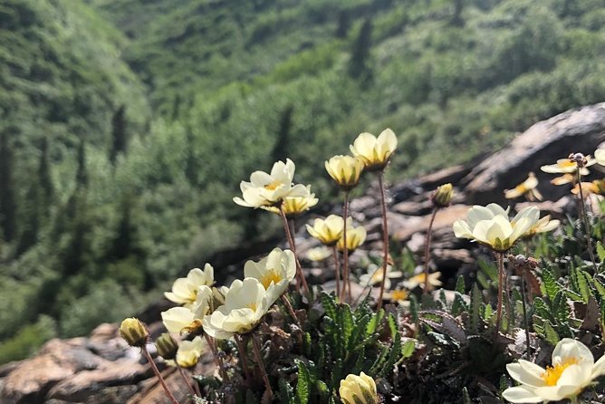 Denali Naturalist Walking Tour - The 3-hour route: pace, photos, and what the trail really feels like