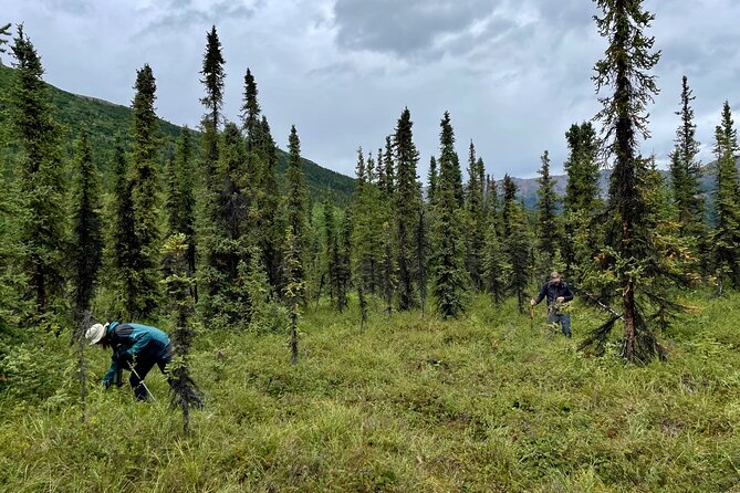 Denali Park Nature Walk (3 Hours) w/Expert Naturalist - Plant-Forward Learning (and Why That’s Not a Detour)