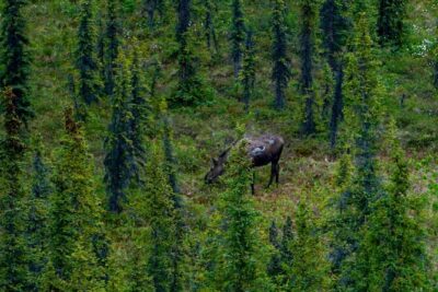 Denali Park Nature Walk (3 Hours) w/Expert Naturalist - The Main Event: A Boreal Forest Walk With Naturalist Stops