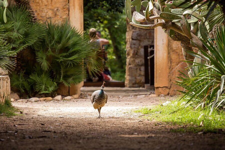 Dubrovnik: Game of Thrones&Lokrum Island Walking Tour - Where the tour starts: Pile Square and the blue umbrella