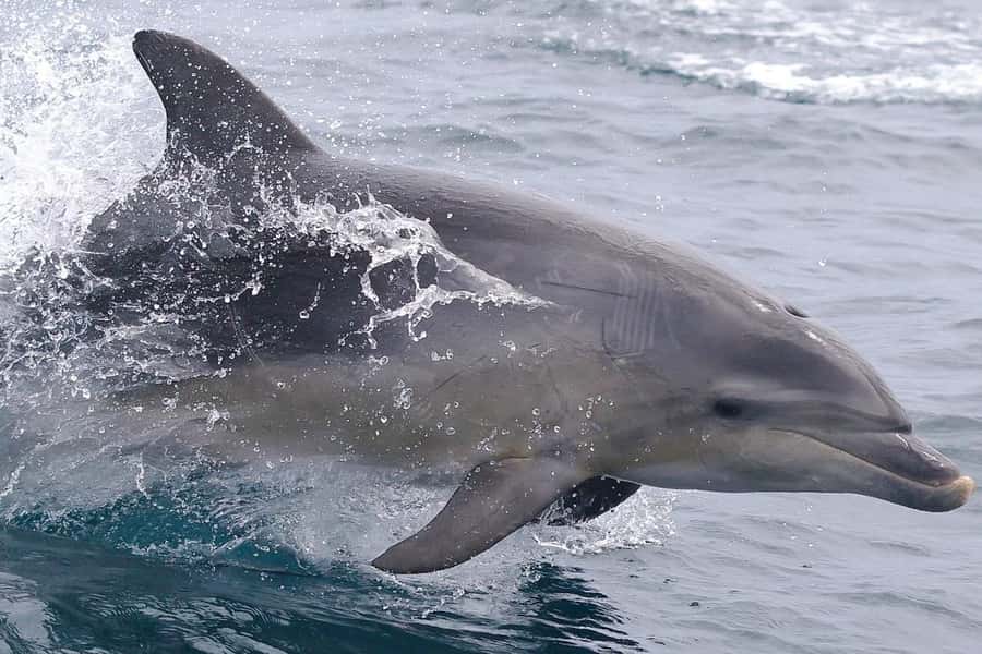 From Triabunna: Maria Island Cruise & Guided Walk with Lunch - Walking Maria Island: Historic Darlington Views and Close-Up Wildlife