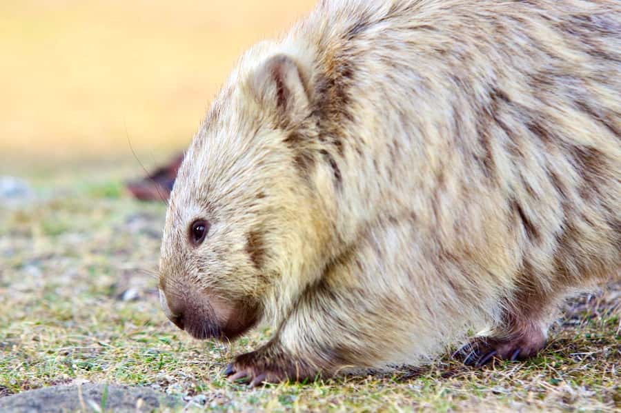 From Triabunna: Maria Island Cruise & Guided Walk with Lunch - Ile Des Phoques / Island of Seals: What You Might See Off the Granite Island