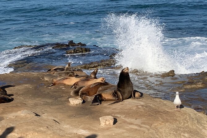 Historic La Jolla Walking Tour - La Jolla Cove: caves, sea lions, and the moment you’ll want to pause