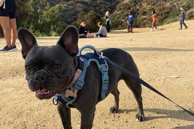 Hollywood Sign 2.5-Hour Tour with Comedians and Their Dogs - Stop 2: Griffith Park and the feeling of being inside the park
