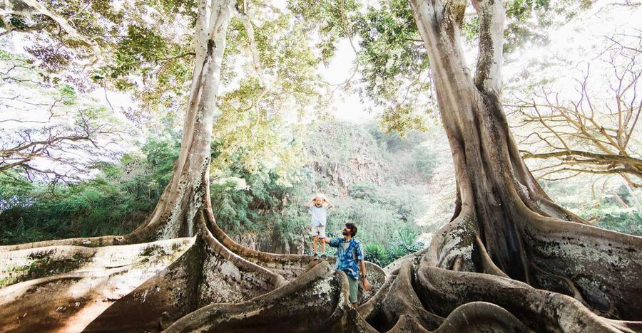 Kauai: Allerton Garden Guided Group Walking Tour - Key highlights you’ll care about