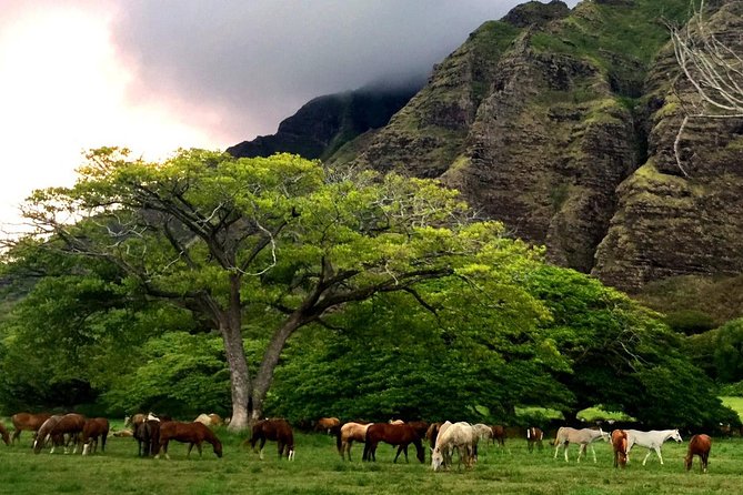 Kualoa Ranch - Horseback Walking Tour - Price and what you’re really paying for at $173.74