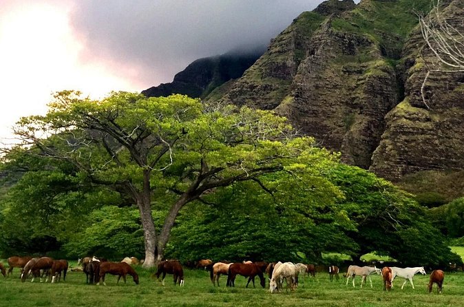 Kualoa Ranch - Horseback Walking Tour - The route itself: forests, Ka’a’awa Jurassic valley, and WWII bunkers