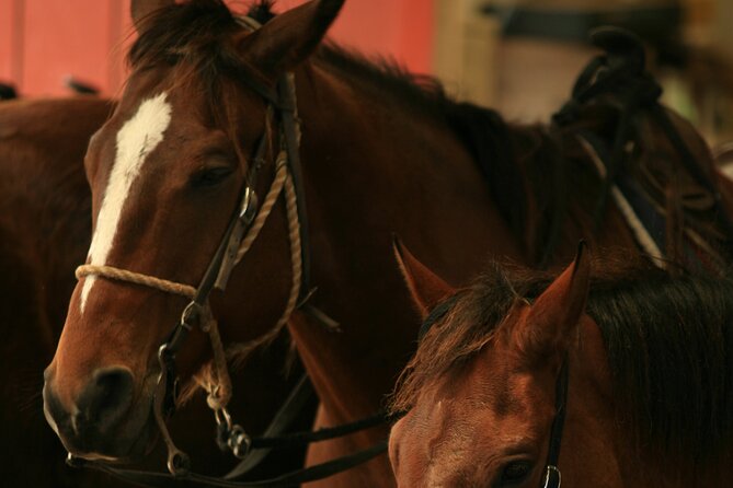 Kualoa Ranch - Horseback Walking Tour - Photos, saddlebags, and how to plan your souvenir strategy