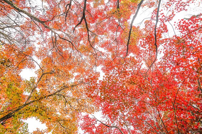 Kyoto Arashiyama Bamboo forest & Garden Half-Day Walking Tour - Matcha and Lunch Near Togetsukyo Bridge: Food That Keeps You in the Moment