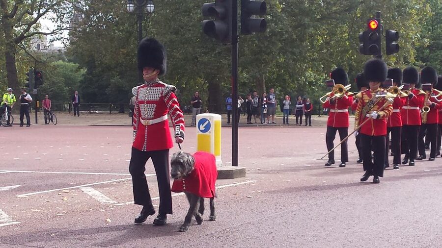 London: Changing of the Guard Walking Tour - Logistics that matter: what to bring and how not to lose your spot