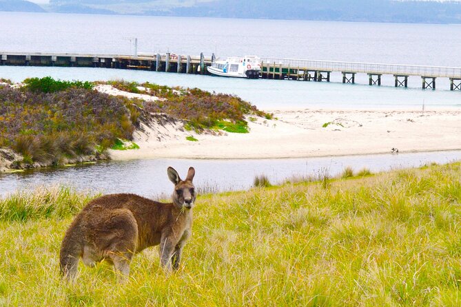 Maria Island Cruise and Guided Walk Day Tour with Lunch and Drinks - Lunch, Drinks, and the Small Comfort Choices That Make a Big Difference