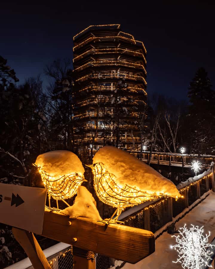 Mont-Tremblant: Treetop Observatory and Self-Guided Walk - What you see in the Laurentian forest canopy (and why it’s worth slowing down)