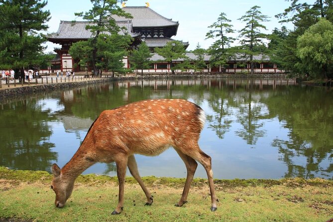 Nara Half Day Trip Walking Tour (Private Option Available) - Key points worth knowing before you go