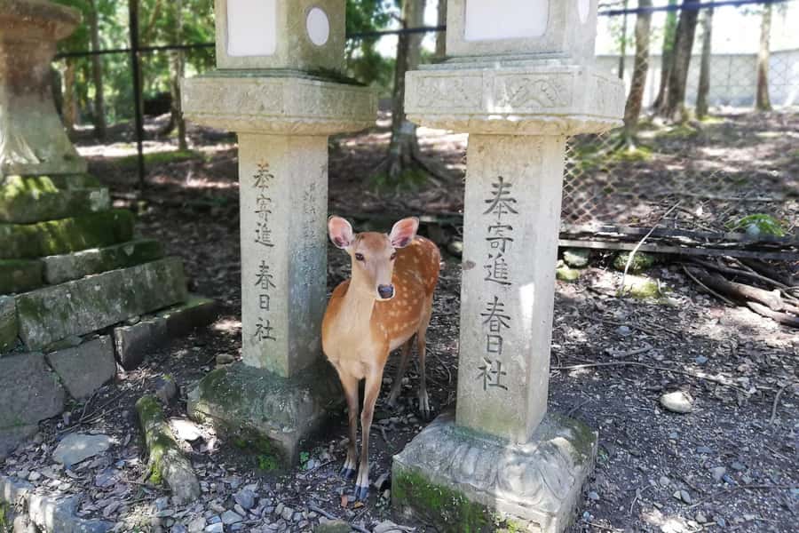 Nara: Half-Day UNESCO Heritage & Local Culture Walking Tour - Merchant-town lanes: 110 Zōshichō and the Naramachi vibe