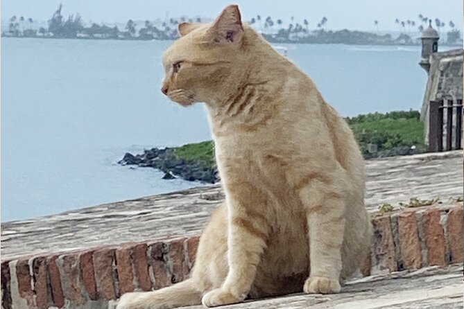 Old San Juan City Walking Tour - Why this Old San Juan walking tour works so well