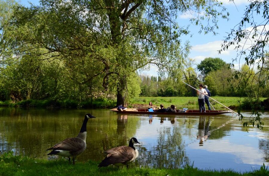 Oxford: Official University and City Walking Tour - Christ Church Meadows: the pastoral finish if you have time