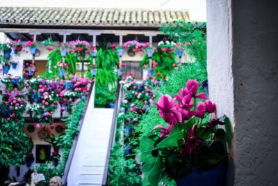 Patios of Cordoba Walking Tour - Flowers, Mosaics, and the Local Rules of Caring