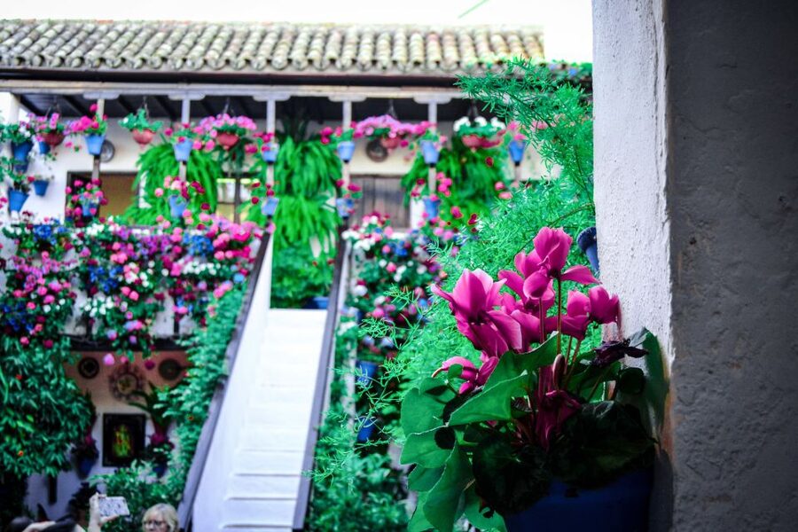 Patios of Cordoba Walking Tour - Flowers, Mosaics, and the Local Rules of Caring