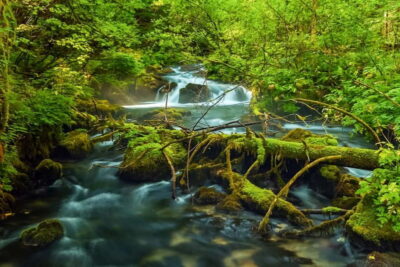 Plitvice Lakes: Guided Walking Tour with Train and Boat Ride - How the circular route works: walks, boat, and viewpoints