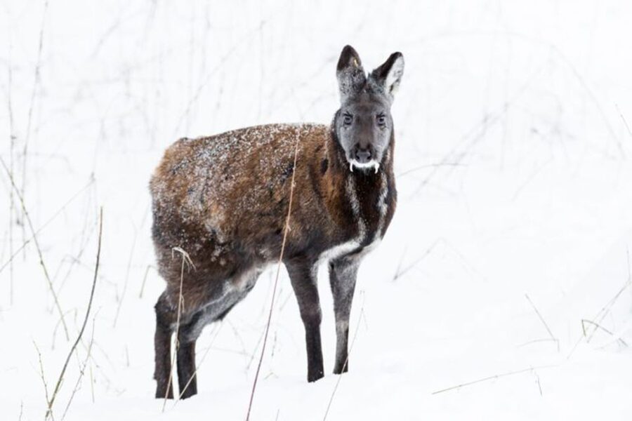 Rovaniemi: Ranua Zoo Entry Ticket w/ Walking Tour and Lunch - 5 things I’d focus on before you go