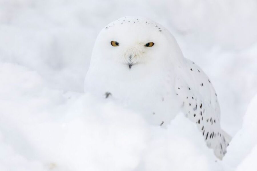 Rovaniemi: Ranua Zoo Entry Ticket w/ Walking Tour and Lunch - What you’re actually looking at: Finland’s Arctic wildlife mix