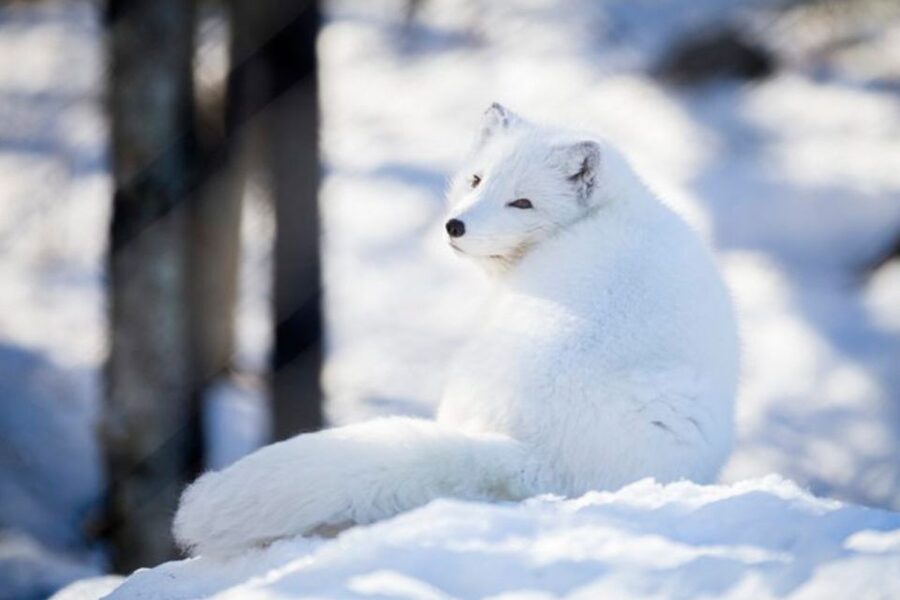 Rovaniemi: Ranua Zoo Entry Ticket w/ Walking Tour and Lunch - Spotting animals in the cold: quiet watching beats frantic searching