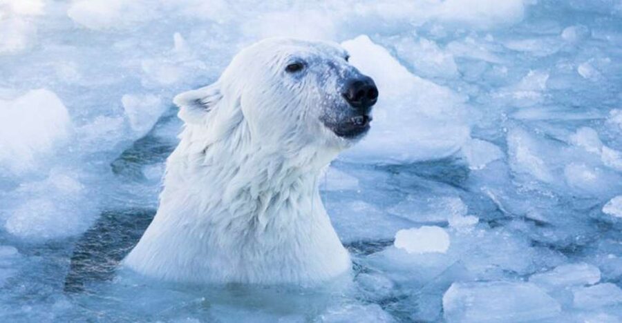 Rovaniemi: Ranua Zoo Entry Ticket w/ Walking Tour and Lunch - Walking time that feels fair: easy winter pace with time for lunch