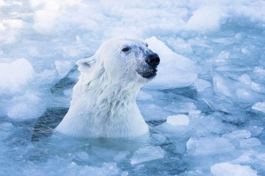 Rovaniemi: Ranua Zoo Ticket with Walking Tour and Lunch - Key takeaways before you go