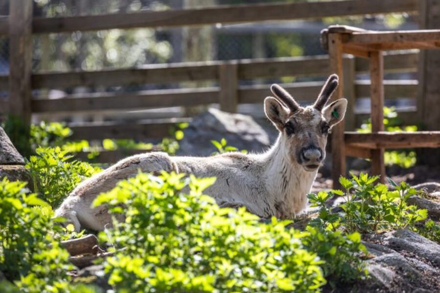 Rovaniemi: Ranua Zoo Ticket with Walking Tour and Lunch - What the zoo’s layout really means for your time