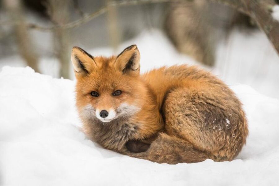 Rovaniemi: Ranua Zoo Ticket with Walking Tour and Lunch - Who should book this Ranua Zoo experience (and who should skip it)