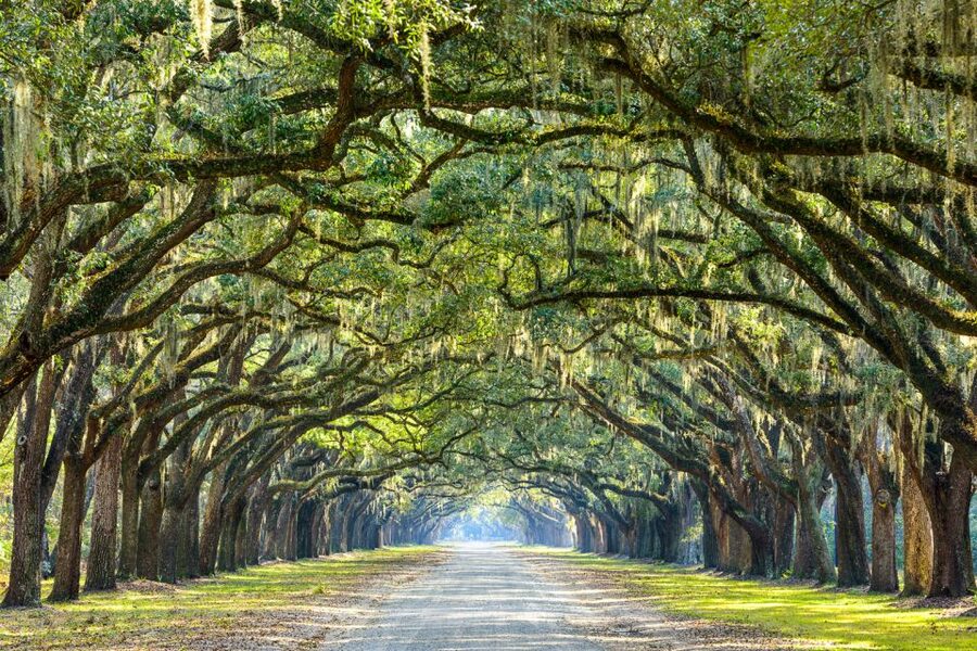 Savannah: History and Culture Walking Tour - Cost vs. Value: Why $20 for 90 Minutes Makes Sense