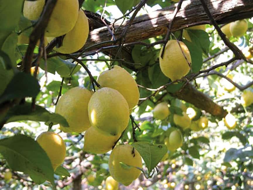 Sorrento: Sunset City Walking Tour with Limoncello Tasting - Sedil Dominova: The Ancient Parliament Stop