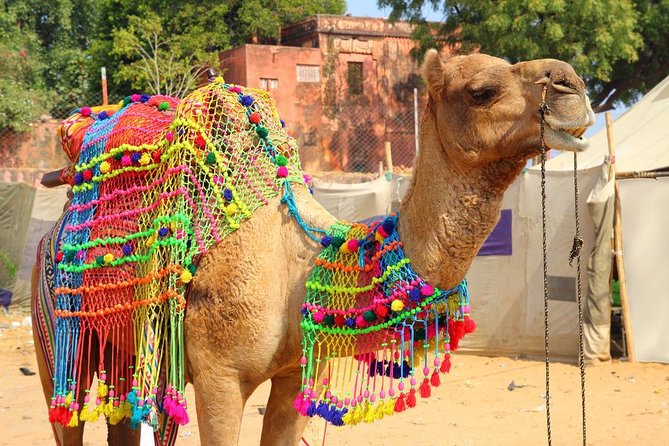 Spiritual City Walking Tour-THE Pushkar Route - Key Highlights You’ll Feel on This Walk