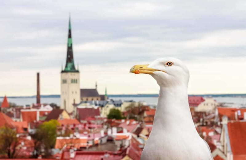Tallinn: Guided Old Town Historical Walking Tour - Toompea Castle, Alexander Nevsky Cathedral, and St. Mary’s Cathedral: power on the hill