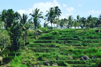 Tetebatu Walking Tour - Rice Terraces, Waterfall & Monkey Forest - Getting picked up at 7:00am and back by 4:30pm