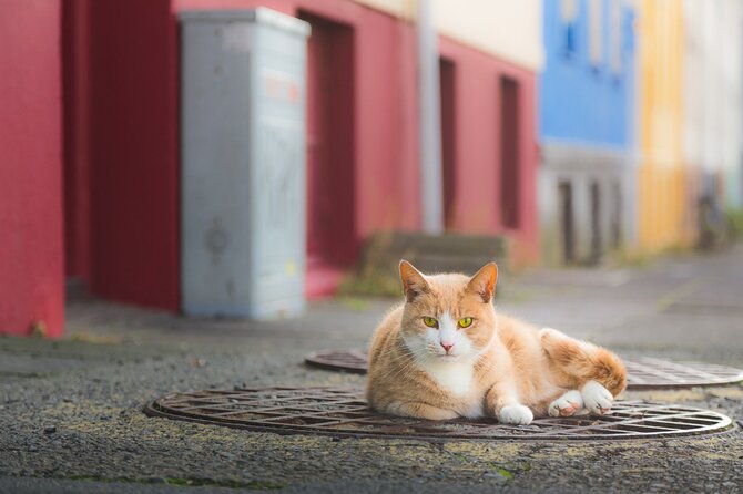 The Reykjavik Cat Walking Tour - Cats, folklore, and Reykjavík’s real streets