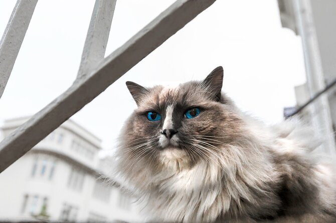 The Reykjavik Cat Walking Tour - Kattakaffihúsið: hot drinks, pastry, and cat-cuddle time