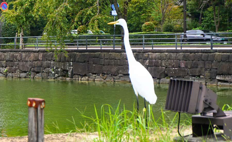 Tokyo: Imperial Palace Japanese History Walking Tour - Price and Value: $32 for a Guided Imperial Grounds Lesson