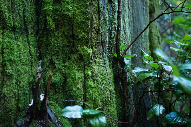 Vancouver Secrets of Stanley Park Walking Tour - Vancouver Seawall: ocean views, plus Sea Wall craft stories